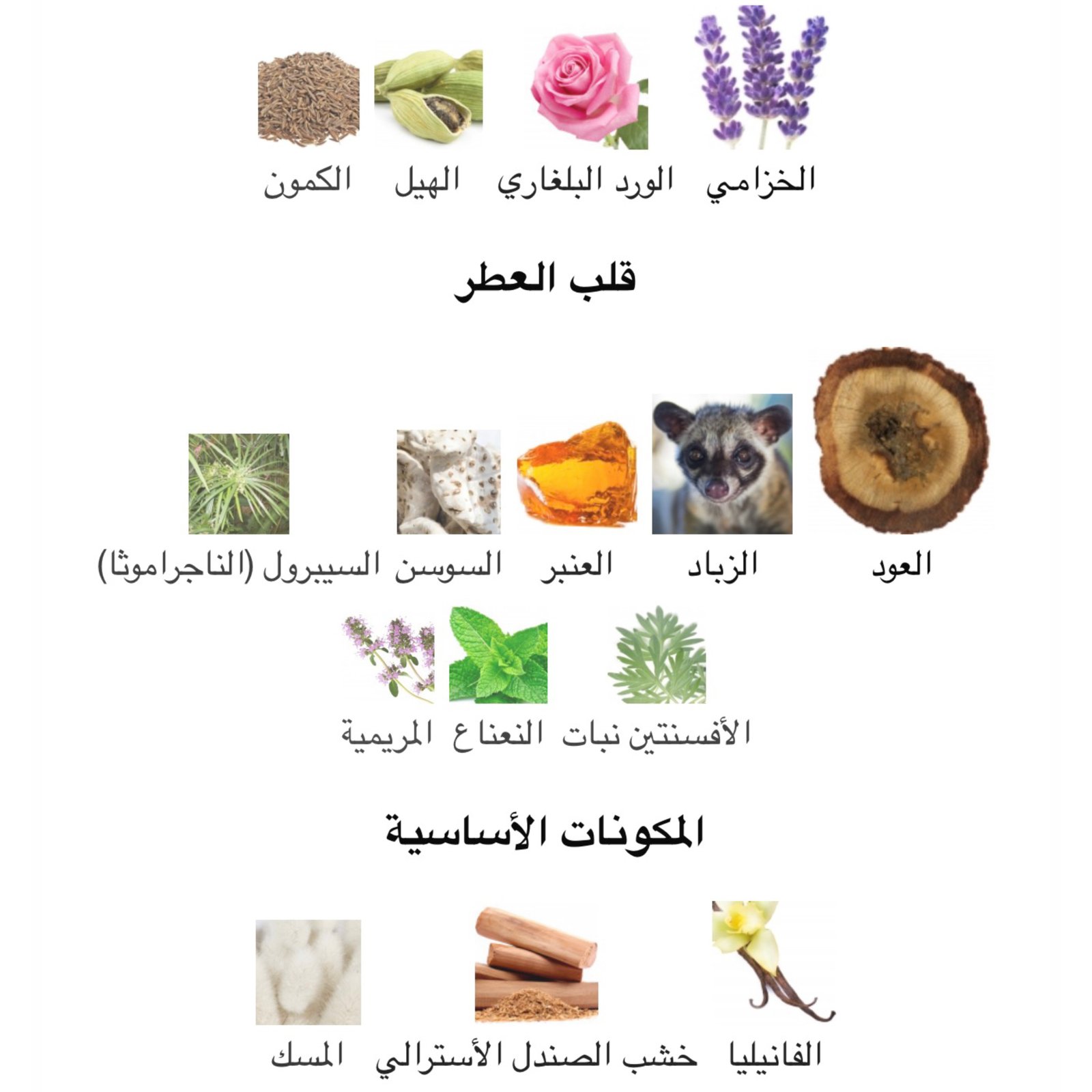 الكسندريا 2انفيرسري زيرجوف - الصورة 2